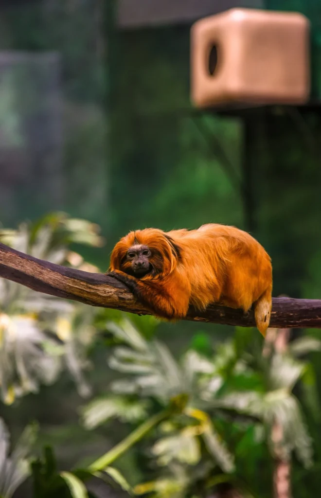 monkey laying on branch
