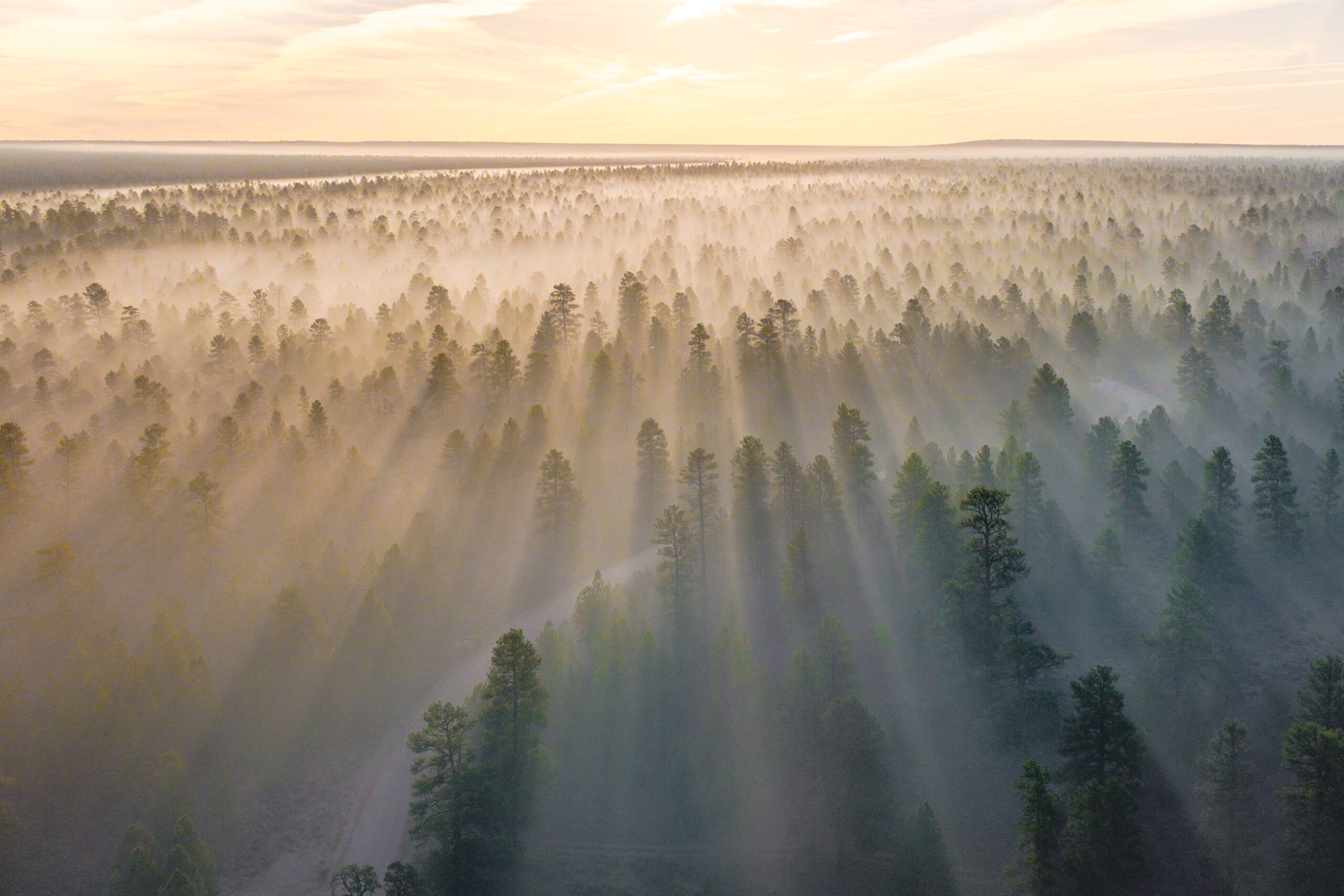 misty overhead view of a forest