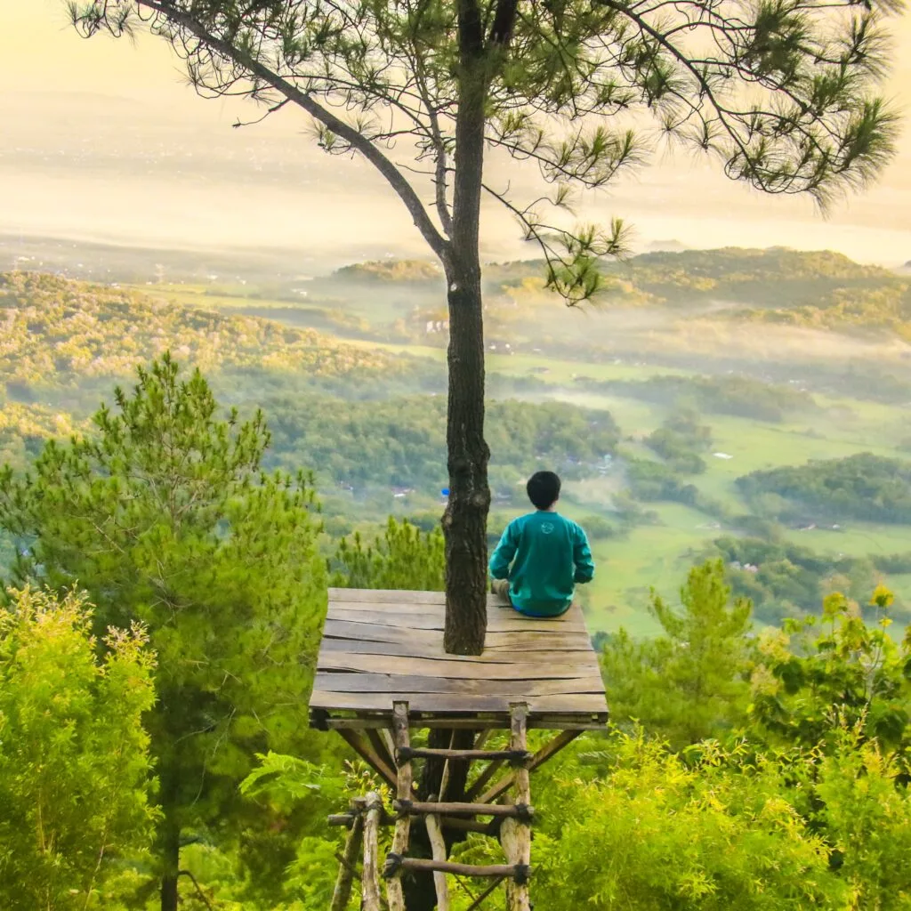 A man sitting on a platform in a tree overlooking the forest.